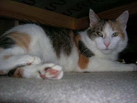 Blanding af racer Kisser - Kan jeg aldrig være i fred ? :D  billede 15