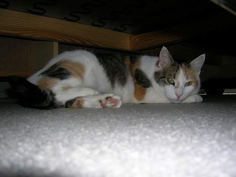 Blanding af racer Kisser - Hahah Du kan ikke komme her ind :D  billede 16