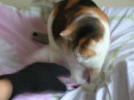 Blanding af racer Kisser - Hvad er det dog ? :o billede 17