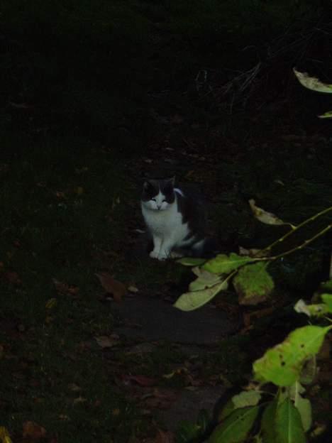 Blanding af racer Gråmis billede 7