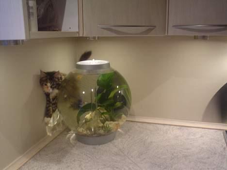 Blanding af racer Jasmin - Piv - ha ha ha ha hun sidder fast ha ha ha ha billede 3