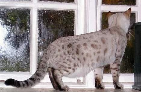 Bengal Trillo billede 1