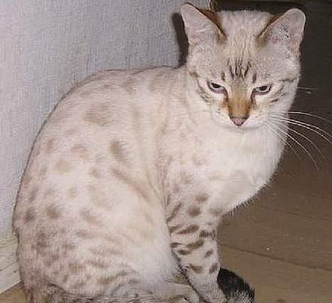 Bengal Trillo billede 2