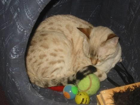 Bengal Trillo billede 3