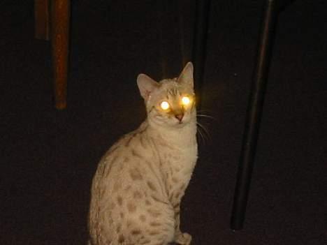 Bengal Trillo billede 4