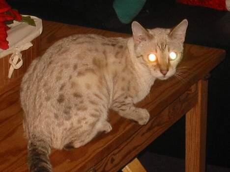 Bengal Trillo billede 5