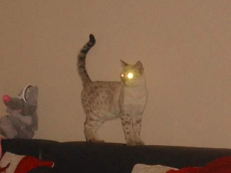 Bengal Trillo billede 6