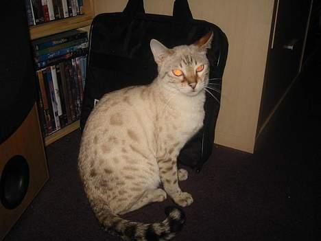 Bengal Trillo billede 7