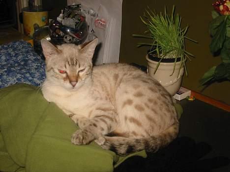 Bengal Trillo billede 9