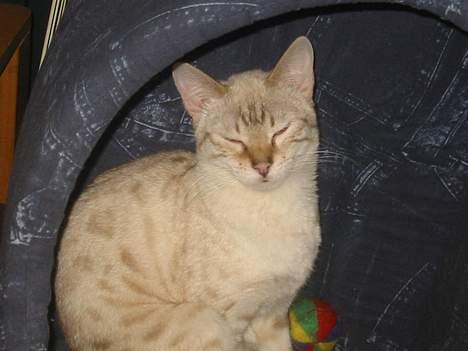 Bengal Trillo billede 11