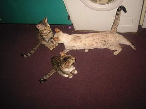 Bengal Trillo billede 12