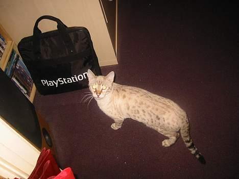 Bengal Trillo billede 13