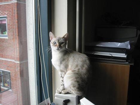 Bengal Trillo billede 14