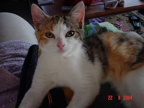 Huskat Ida - Ida sommeren 2004 billede 16