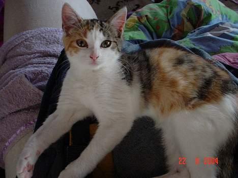 Huskat Ida - Ida sommeren 2004 billede 17