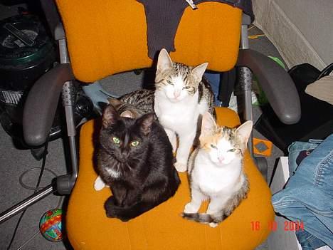 Huskat Ida - Ida med sine søskende... bag Ida er det Ramses, Adonis og ved siden af kusine Sofie billede 18