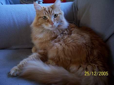 Maine Coon " The Prince"  - Hov hov... har jeg givet dig lov til at tage det billede. billede 1