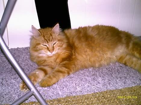 Maine Coon " The Prince"  - Fjern lige den blitz ikk... billede 2