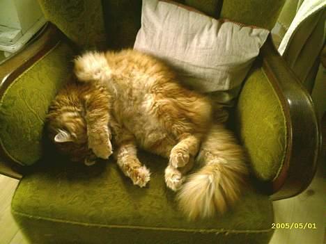 Maine Coon " The Prince"  - Godnat....ZzZzZzZzZ billede 3