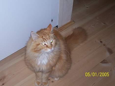 Maine Coon " The Prince"  - Halllllo hvornår kommer min mad... billede 4