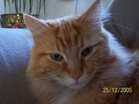 Maine Coon " The Prince"  - Der er da lidt David owe over mig...??? billede 5