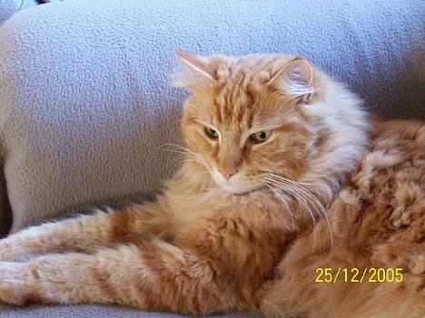 Maine Coon " The Prince"  - sagde du lange ben... billede 6