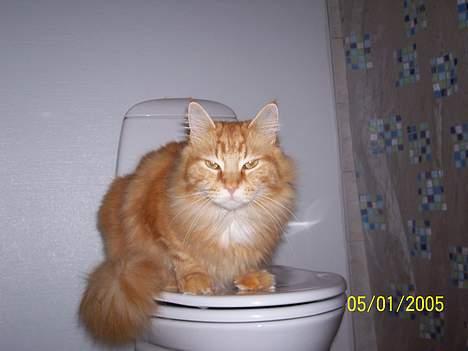 Maine Coon " The Prince"  - Altså gider du lige vente  til jeg er færdig... billede 7