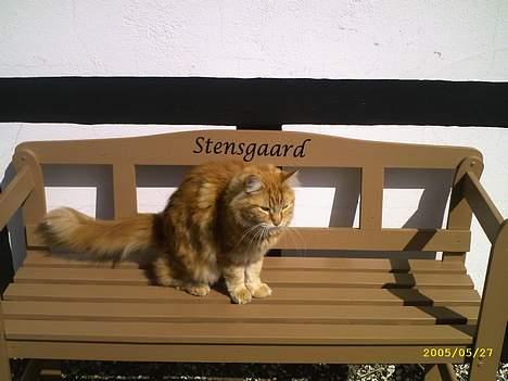 Maine Coon " The Prince"  - privat ejendom... billede 8