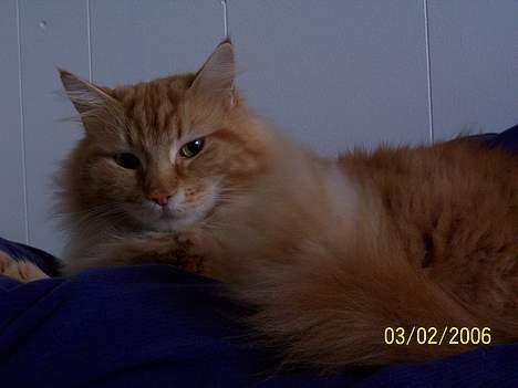 Maine Coon " The Prince"  - Dynerne kalder.. billede 9