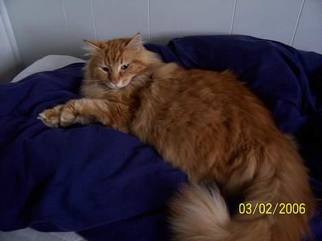 Maine Coon " The Prince"  - .....Godnat.... billede 10