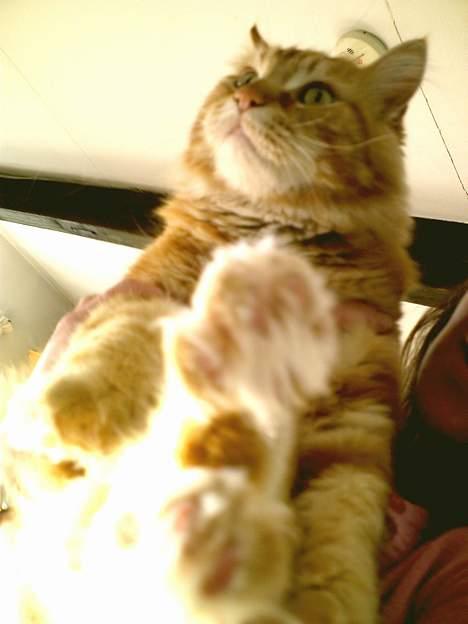 Maine Coon " The Prince"  - Se mine fine fusser... billede 11