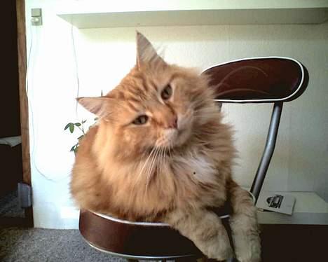 Maine Coon " The Prince"  - Gud hvor er jeg smuk... billede 12