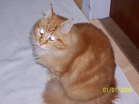 Maine Coon " The Prince"  - Nye kontaktlinser.... billede 13