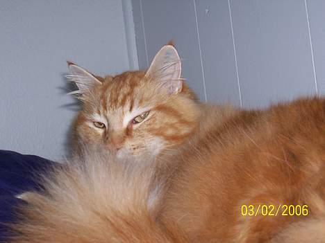 Maine Coon " The Prince"  - Smukke mig... billede 14