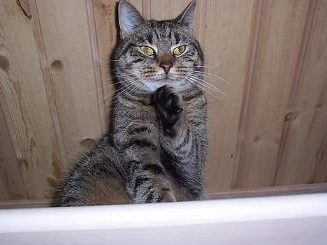 Blanding af racer Duchess - Heeeej mor:-) billede 18