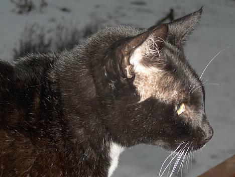 Blanding af racer Simon  - Mjav.. Mjav.. jeg vil have mad.. billede 18