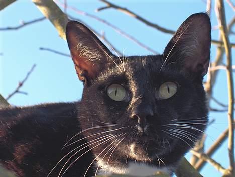 Blanding af racer Simon  - Hov hvad var det?..  jeg tror der var en fugl der.. billede 19