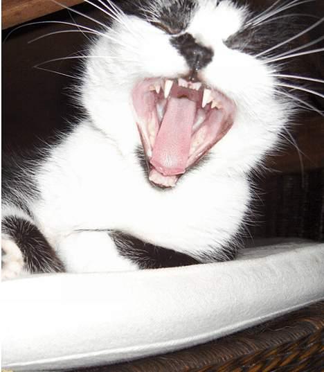 Huskat Lillesøster Nulle billede 8