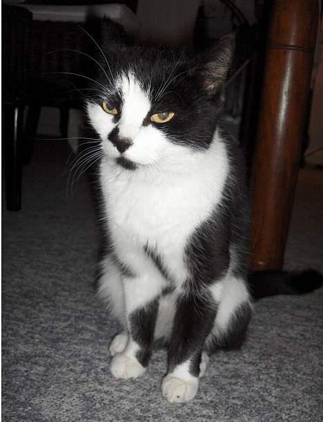 Huskat Lillesøster Nulle billede 9