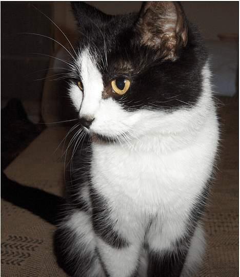 Huskat Lillesøster Nulle billede 10