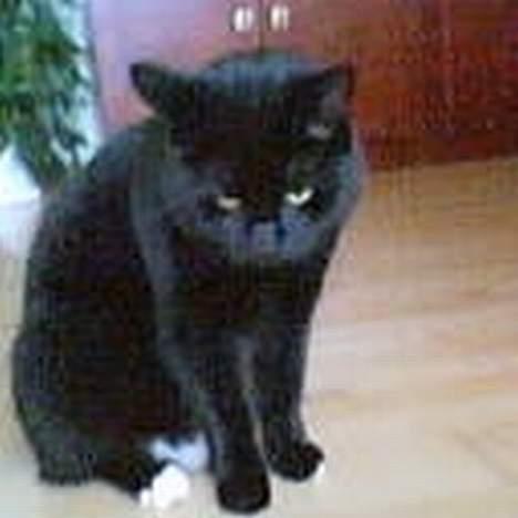 Blanding af racer Oliver - Oliver billede 11