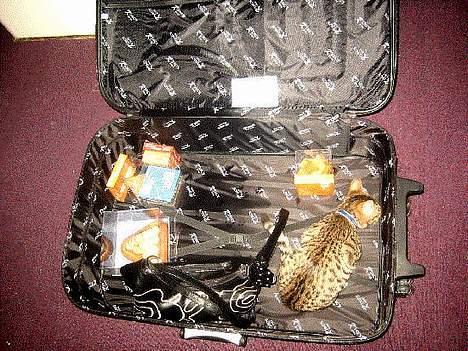 Bengal Lille Mis  - 04.02.06 NYT!!!  Perfekt rejse størrelse *LOL* billede 11