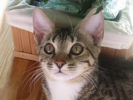 Bengal Lille Mis  - 04.02.06 NYT!!!  Hun er bare smuk. billede 12