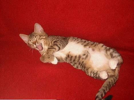 Bengal Lille Mis  - Uuhh Det dejligt billede 13