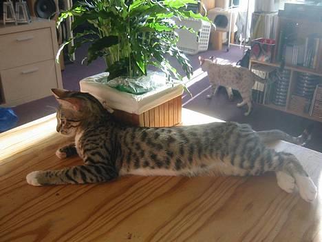 Bengal Lille Mis  - 04.02.06 NYT!!!  billede 14