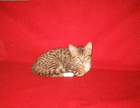 Bengal Lille Mis  billede 15