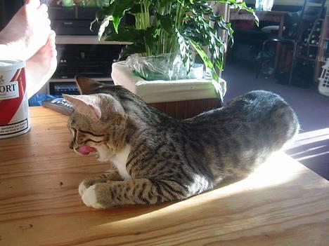 Bengal Lille Mis  - 04.02.06 NYT!!!  billede 16