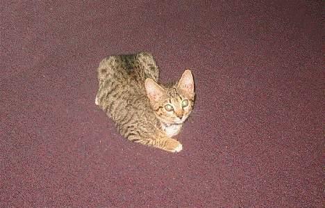 Bengal Lille Mis  - 02.02.06 NYT!!!  billede 17