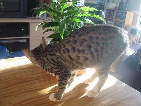 Bengal Lille Mis  - 04.02.06 NYT!!!  billede 18