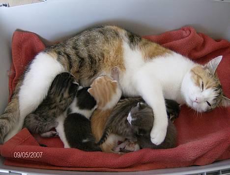 Huskat Ida billede 19